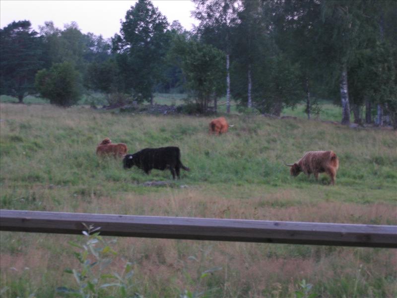 Sweden 2006-07 226